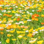 Ohana Batake (お花畑 – A Field of Flowers)